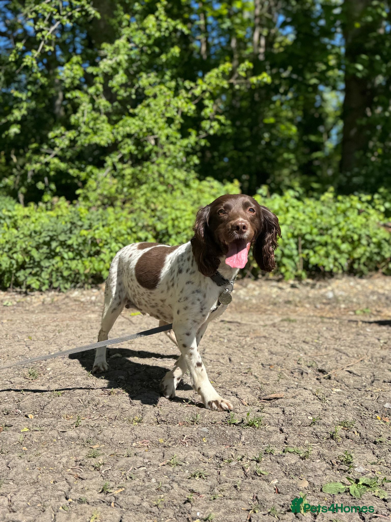 English Springer Spaniel dogs Beautiful KC Registered Female Springer Spaniel - Advert 4