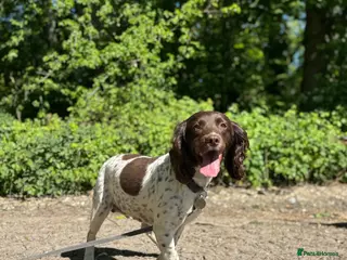 English Springer Spaniel dogs Beautiful KC Registered Springer Spaniel (£650) - Advert 2