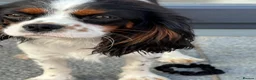 Cavalier King Charles Spaniel dogs for sale: Tri colour King Charles Cavalier - Advert 2