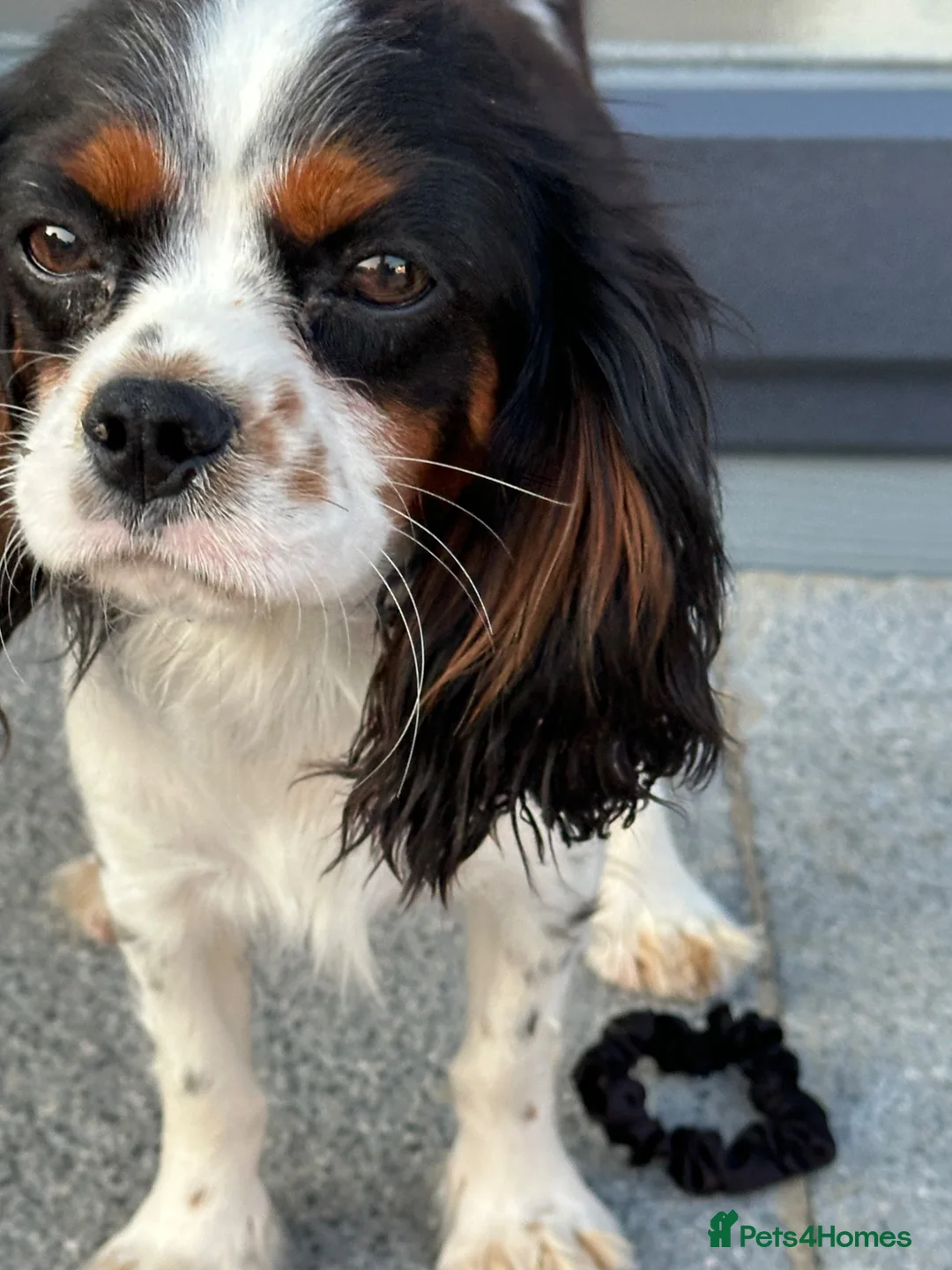 Cavalier King Charles Spaniel dogs for sale: Tri colour King Charles Cavalier - Advert 2