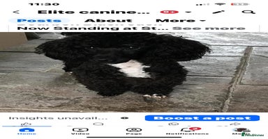 Mixed Breed dogs Westipoo pups - Advert 9