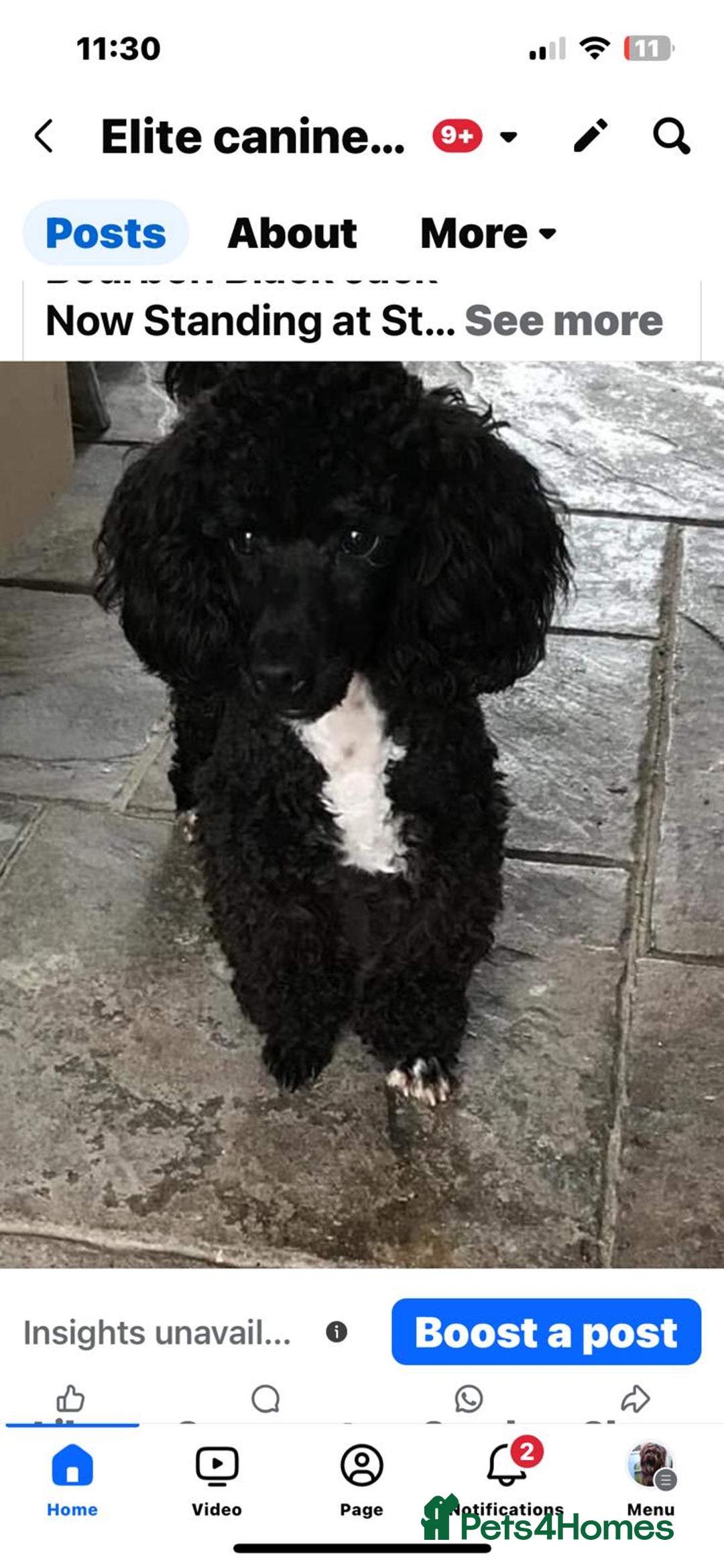 Mixed Breed dogs for sale: Westipoo pups - Advert 2