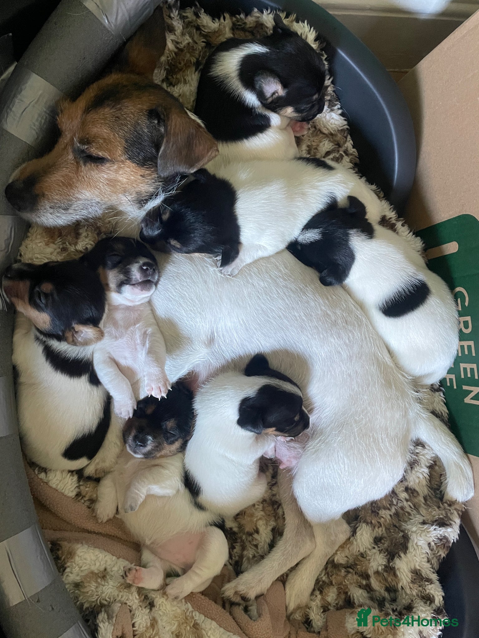 Jack Russell dogs 1 Female Jack Russell Puppy - Advert 1