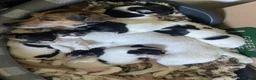 Jack Russell dogs for sale: 1 Female Jack Russell Puppy - Advert 4