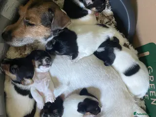 Jack Russell dogs 1 Female Jack Russell Puppy - Advert 1
