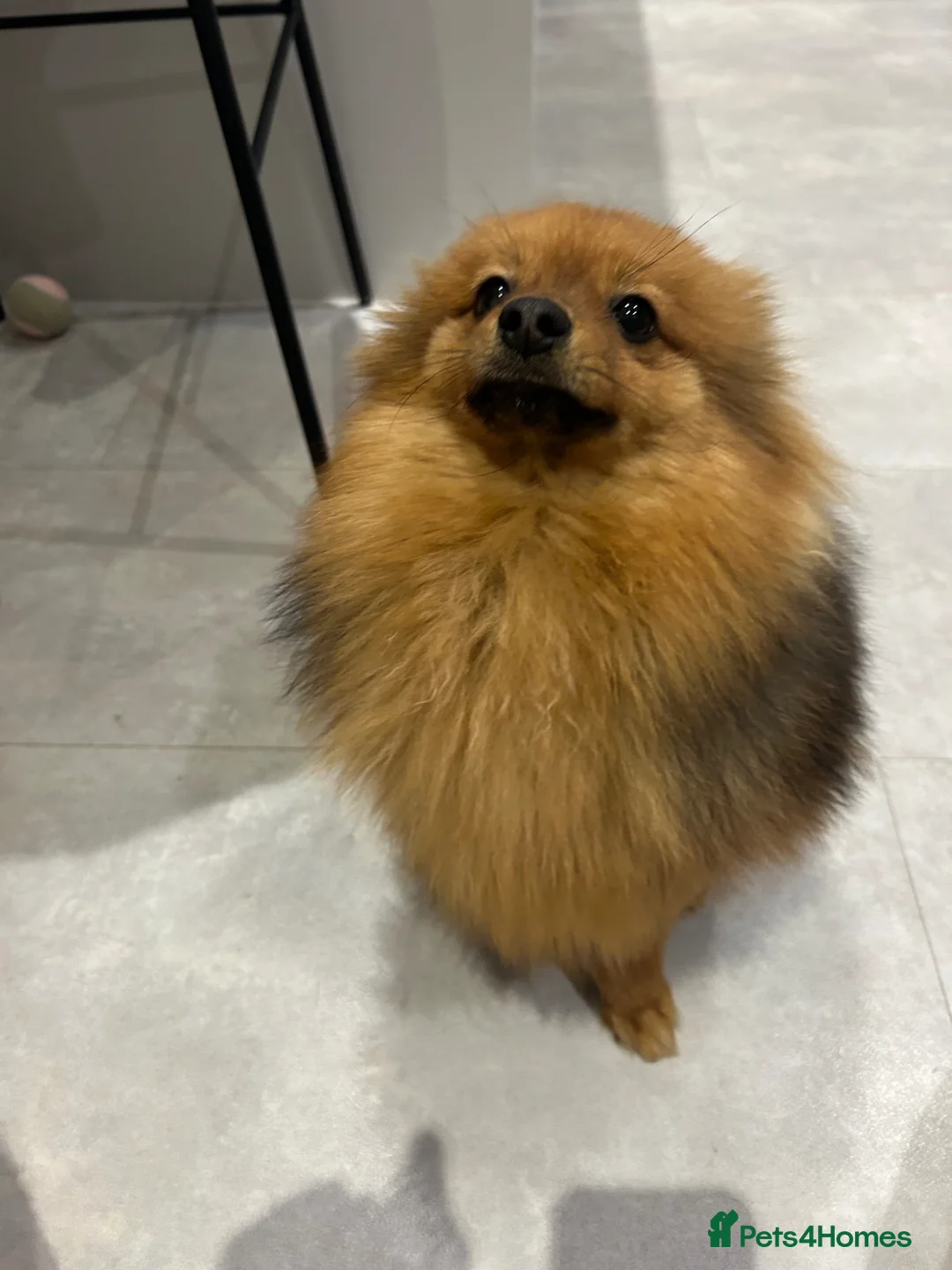Pomeranian dogs for sale: Bear - adorable 7 month old Boy Pom  in Ashton-under-Lyne - Advert 3