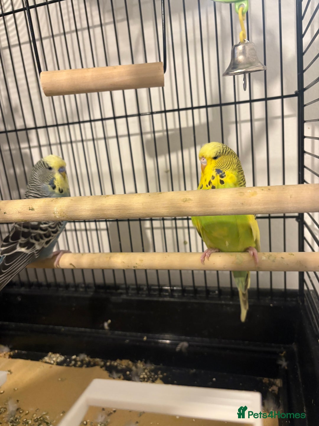 Budgerigars birds for sale: 2 male budgies - Advert 2