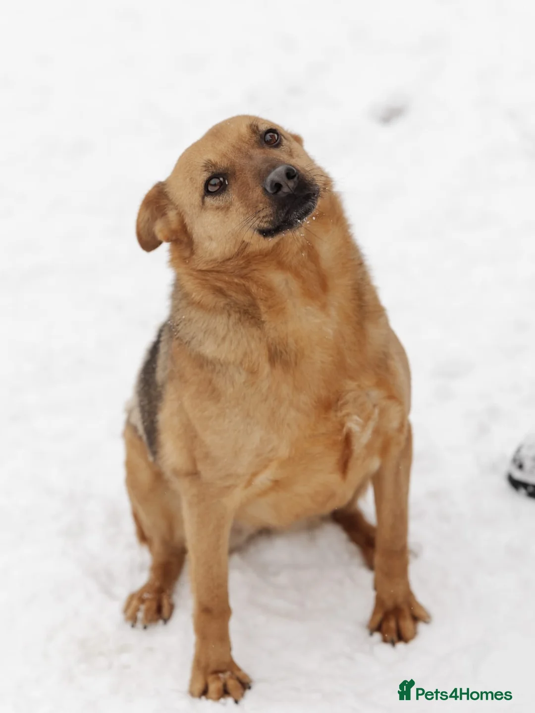 Mixed Breed dogs for adoption: ❤️Varya❤️3 yo girl full of energy, joy,&curiosity. - Advert 1