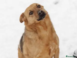 Mixed Breed dogs ❤️Varya❤️3 yo girl full of energy, joy,&curiosity. - Advert 5