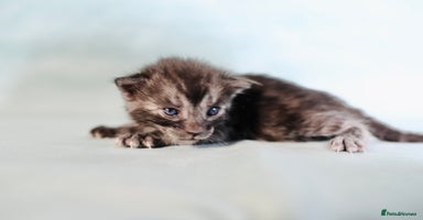 Bengal cats - Advert 15