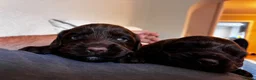 Cocker Spaniel dogs for sale: Well Bred KC Working Cockers in Chelmsford - Advert 5