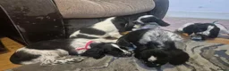 Cocker Spaniel dogs for sale: Stunning Show Cocker litter of 6 in Ipswich - Advert 8