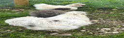 Chickens poultry for sale: Silkie Hatching Eggs – Paint & Cuckoo-Type  - Advert 5