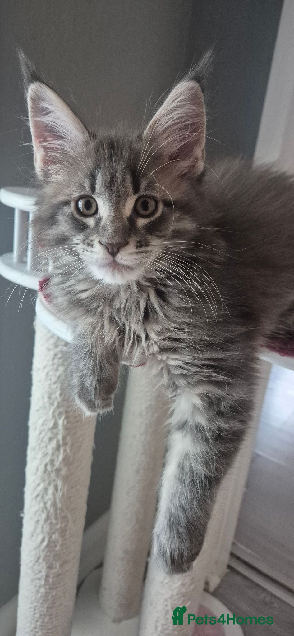 Maine Coon cats Maine Coon kittens Glasgow TICA REGISTERED  - Advert 2
