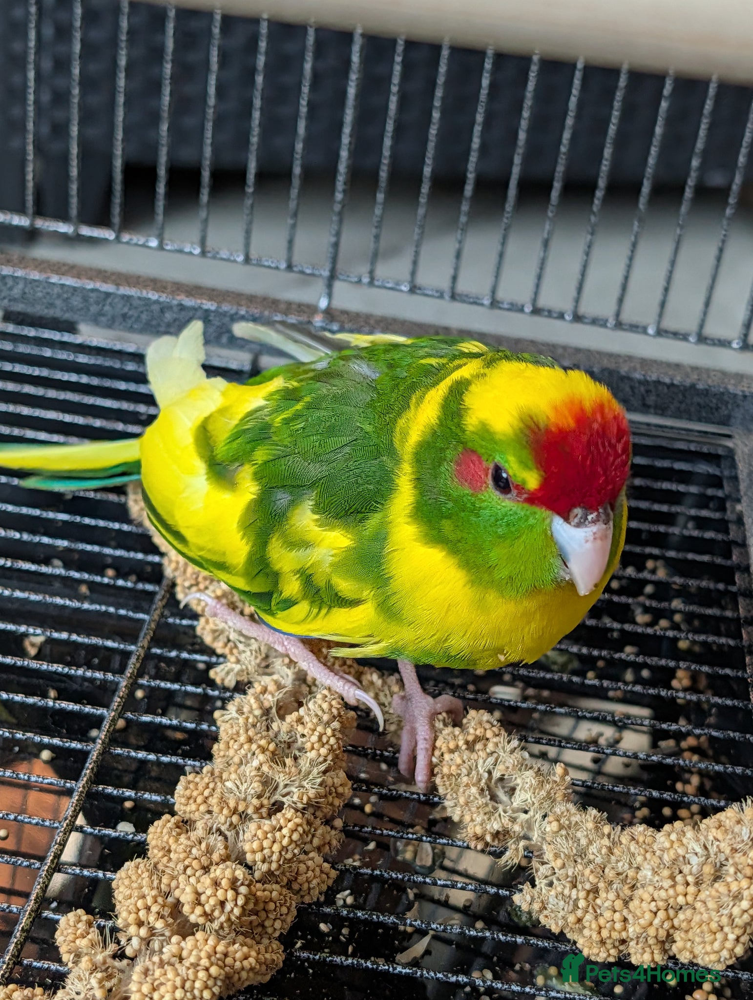 Parrots birds kakariki parrot - Advert 1