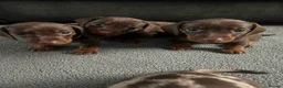 Miniature Dachshund dogs for sale: miniature dashhounds kc registered  - Advert 31