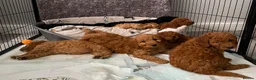 Cockapoo dogs for sale: STUNNING HEALTH CLEAR COCKAPOO PUPPIES  - Advert 3
