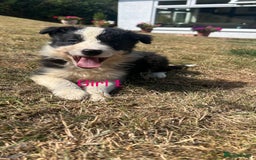 Border Collie dogs for sale: Border collie pups for sale  - Image 9
