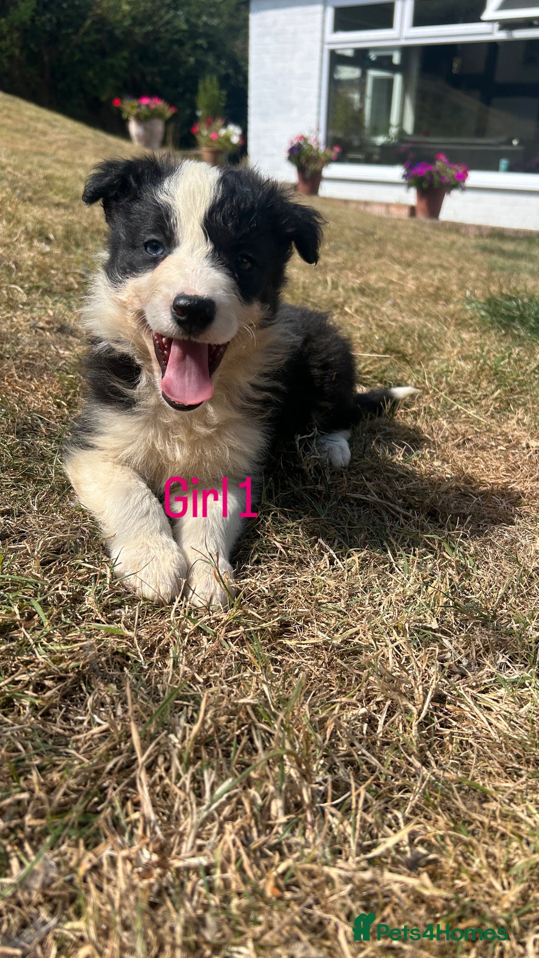 Border Collie dogs for sale: Border collie pups for sale  - Image 9