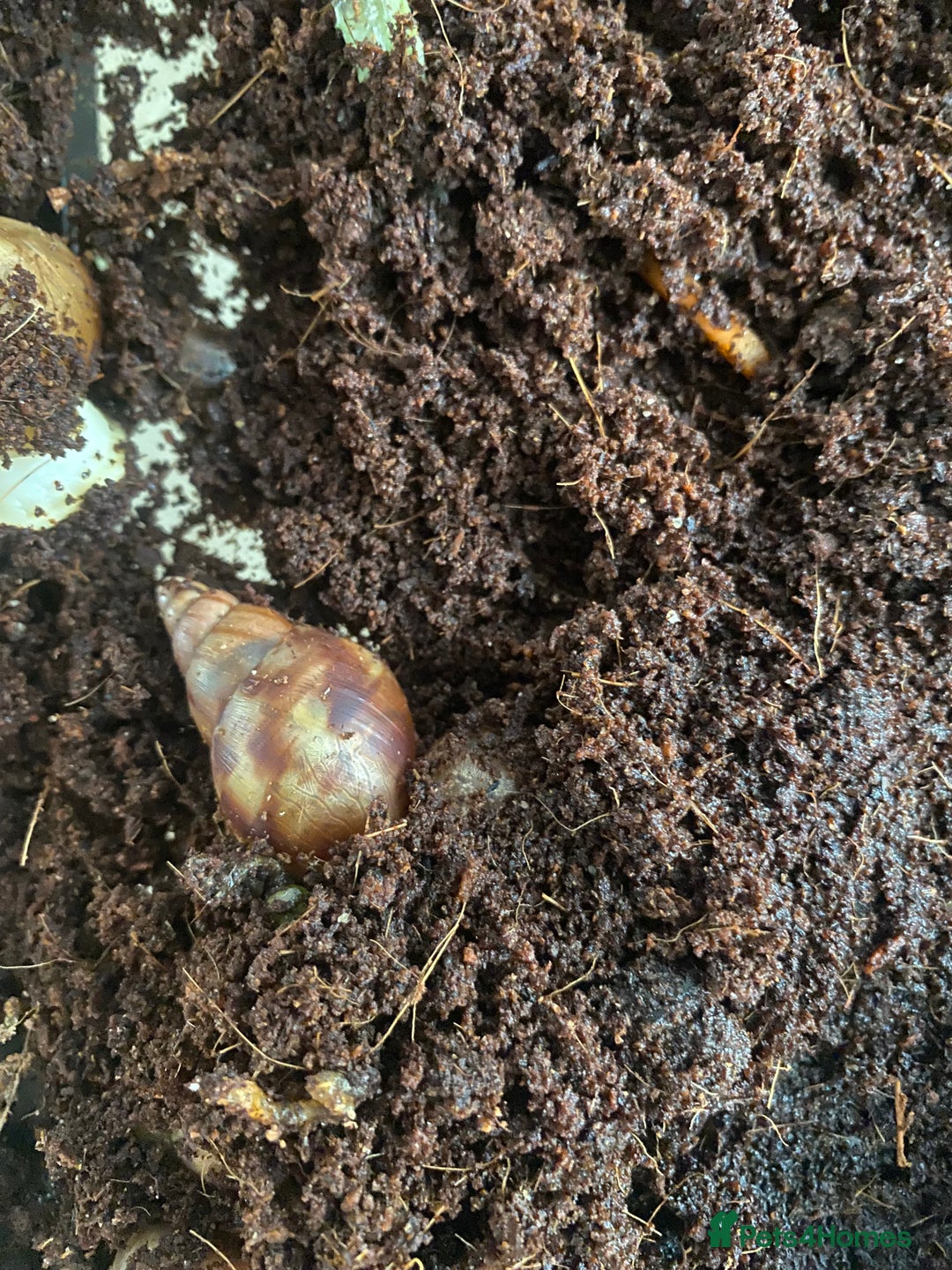 Snails invertebrates for sale: Beautiful Variety of African Land Snails  - Image 8