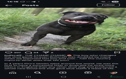 Staffordshire Bull Terrier dogs for sale: 💥READY TO LEAVE NOW 💥 PURE BLUE STAFFS PUPS🩵 in Barnsley - Image 23