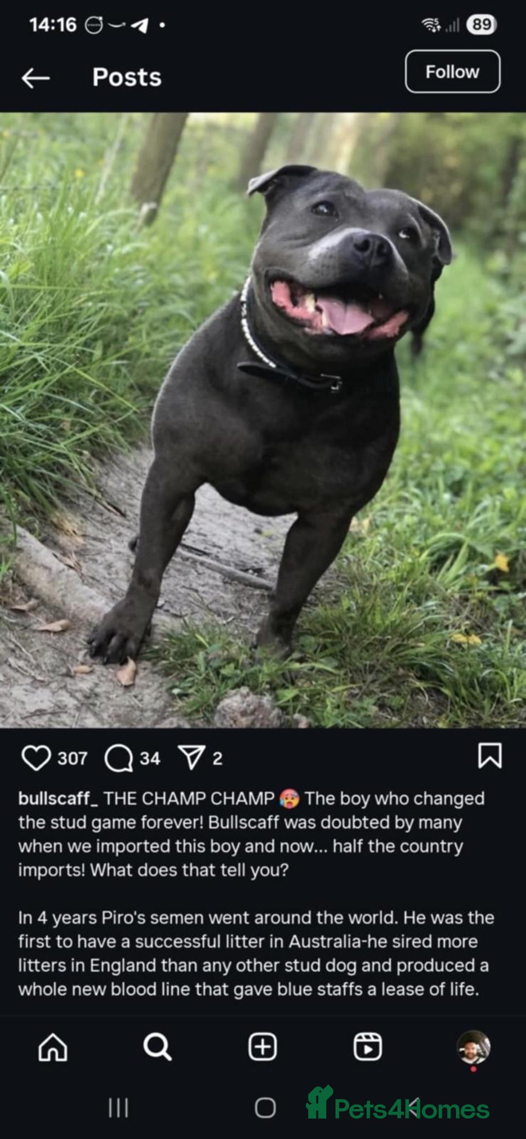 Staffordshire Bull Terrier dogs for sale: 💥READY TO LEAVE NOW 💥 PURE BLUE STAFFS PUPS🩵 in Barnsley - Image 23