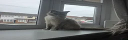 Ragdoll cats for sale: Blue eyed ragdoll - Advert 4