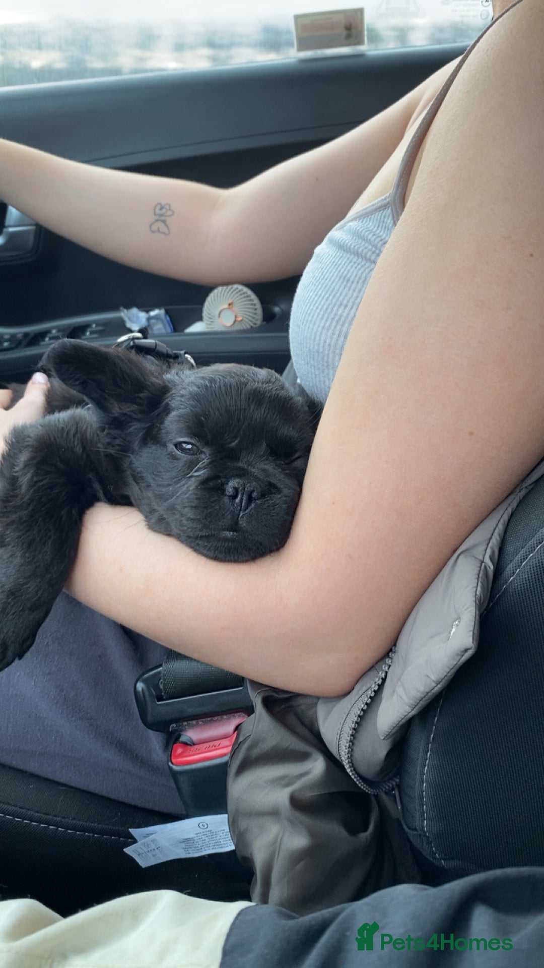 French Bulldog dogs for sale: Fluffy French bulldog - Advert 2