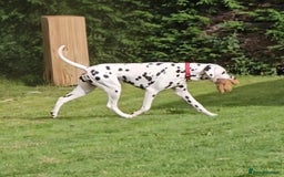 Dalmatian dogs for sale: Kc registered dalmatians  - Image 6