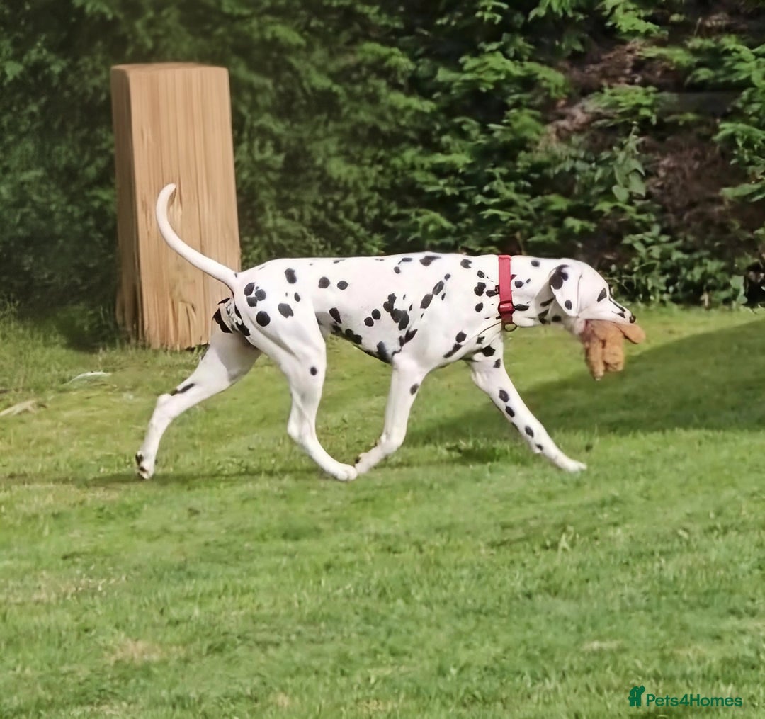 Dalmatian dogs for sale: Kc registered dalmatians  - Image 6