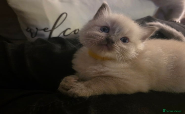 Ragdoll cats - Advert 11