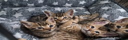 Bengal cats for sale: Half bengals - Advert 1