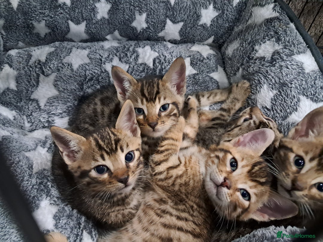 Bengal cats for sale: Half bengals - Advert 1
