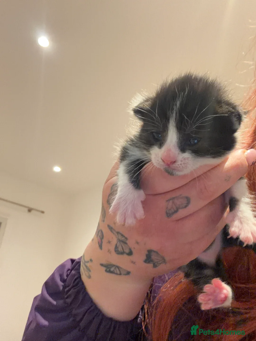 Mixed Breed cats for sale: 3 beautiful 4 week kittens  in Buntingford - Advert 6