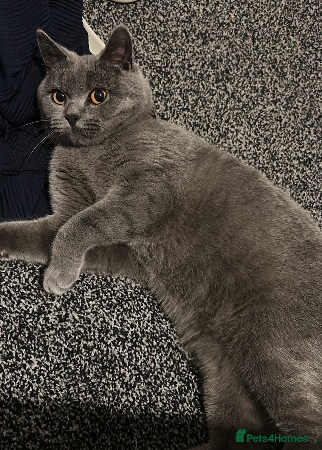 British Shorthair cats for sale: Loki the male BSH  - Advert 2