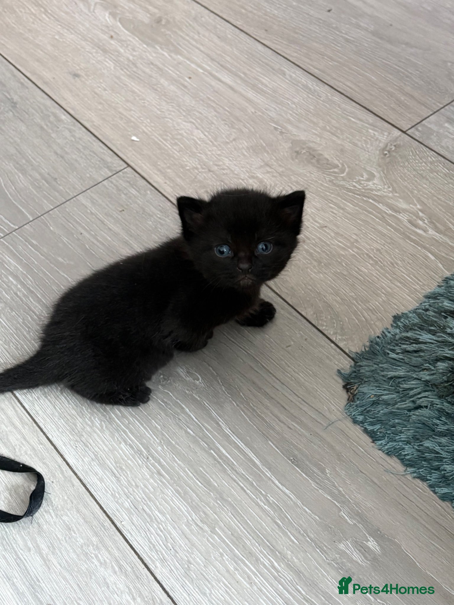 British Shorthair cats British Shorthair X kittens- stunning features!  - Advert 15