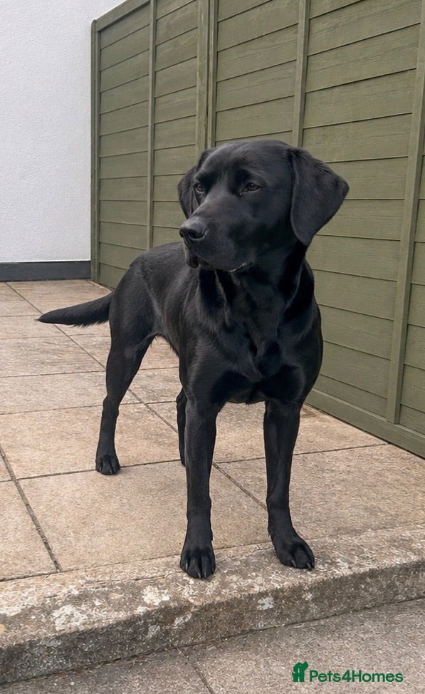 Labrador Retriever dogs Dual purpose labradors, KC reg, Mixed colours - Advert 5