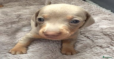 Miniature Dachshund dogs - Advert 2