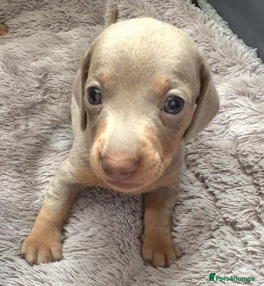 Miniature Dachshund dogs for sale: Beautiful teeny tiny Isabella mini dachshunds  - Image 3