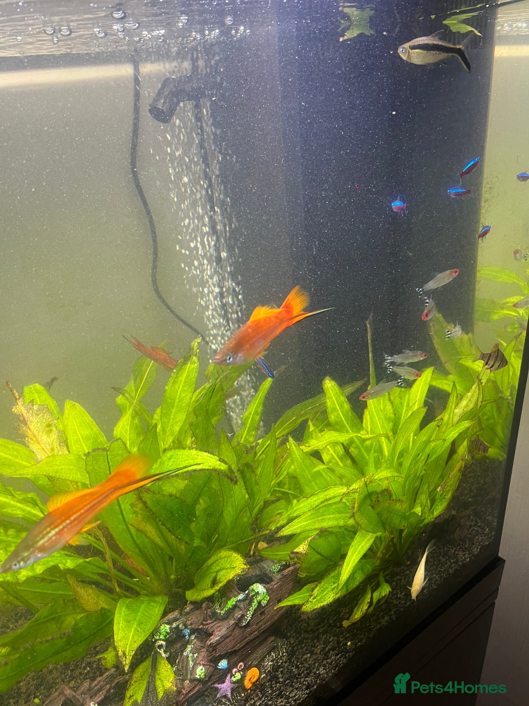 Tetras fish for sale: Fluval aquarium  - Advert 4
