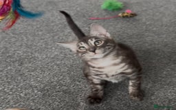 Bengal cats for sale: Well socialised bengal kittens - ready 21/12/25 - Advert 22