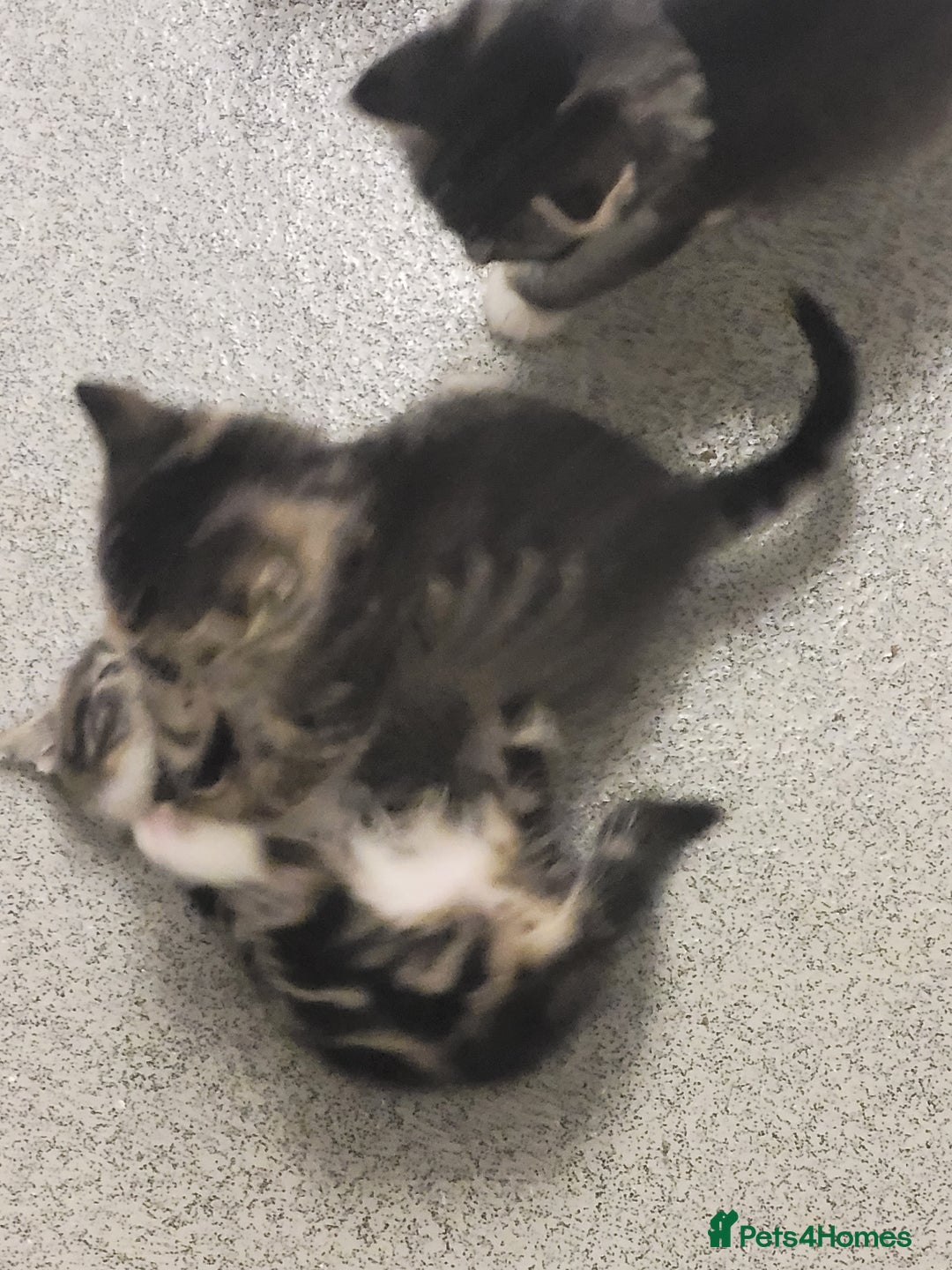 British Longhair cats for sale: Kittens  - Image 13
