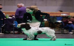 Spanish Water Dog dogs for sale: Spanish Water Dog Puppies - Image 7