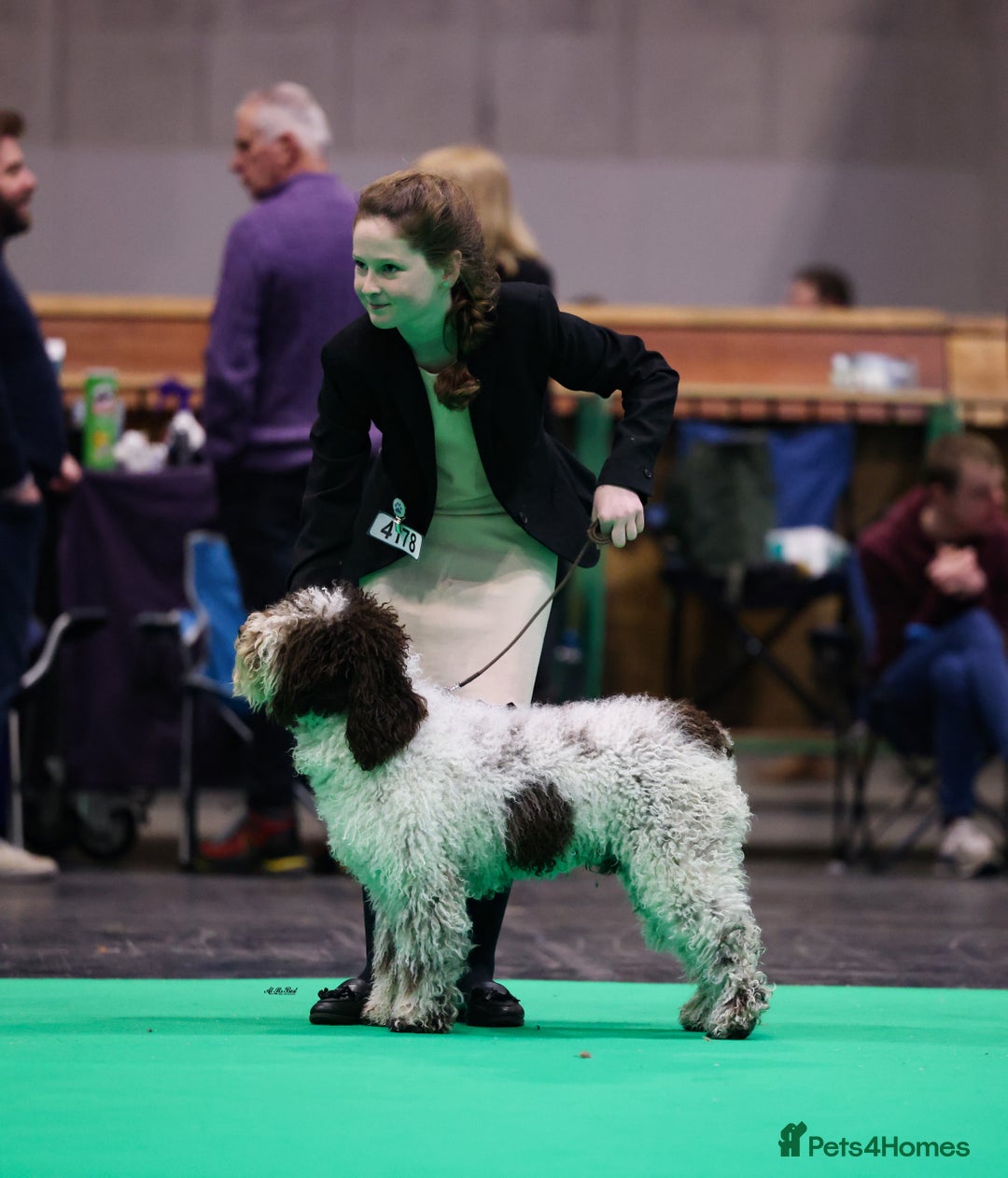 Spanish Water Dog dogs for sale: Spanish Water Dog Puppies - Image 7