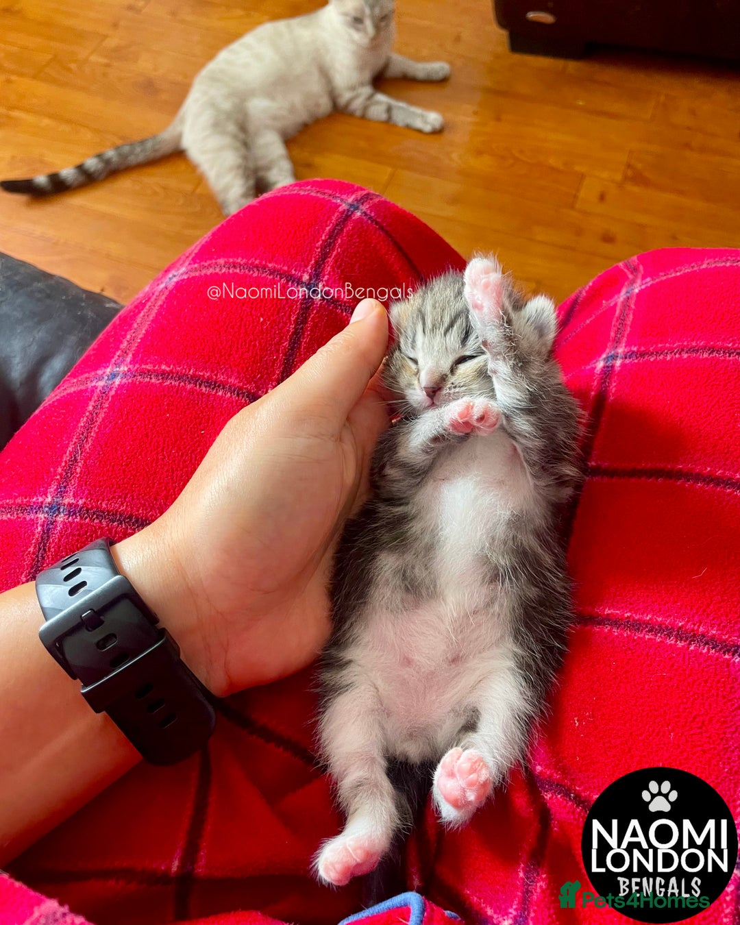 Bengal cats for sale: ⭐️ BENGAL KITTEN FOR SALE! ⭐️ 🩷❤️🧡💛💚🩵💙💜 - Image 6