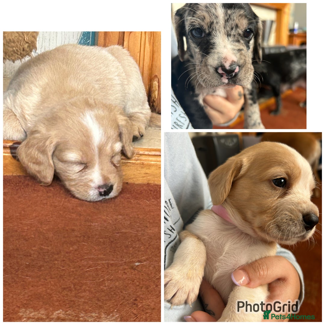 Mixed Breed dogs for sale: Miss c stone  - Image 2