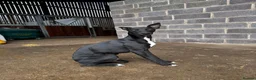 Whippet dogs for stud: Jett Black - Advert 5