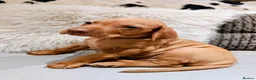 Hungarian Vizsla dogs for sale: Beautiful Hungarian Vizsla Puppies 4 Girls 2 Boys - Advert 21