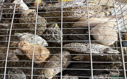 Quail poultry for sale: Coturnix quail  - Image 2