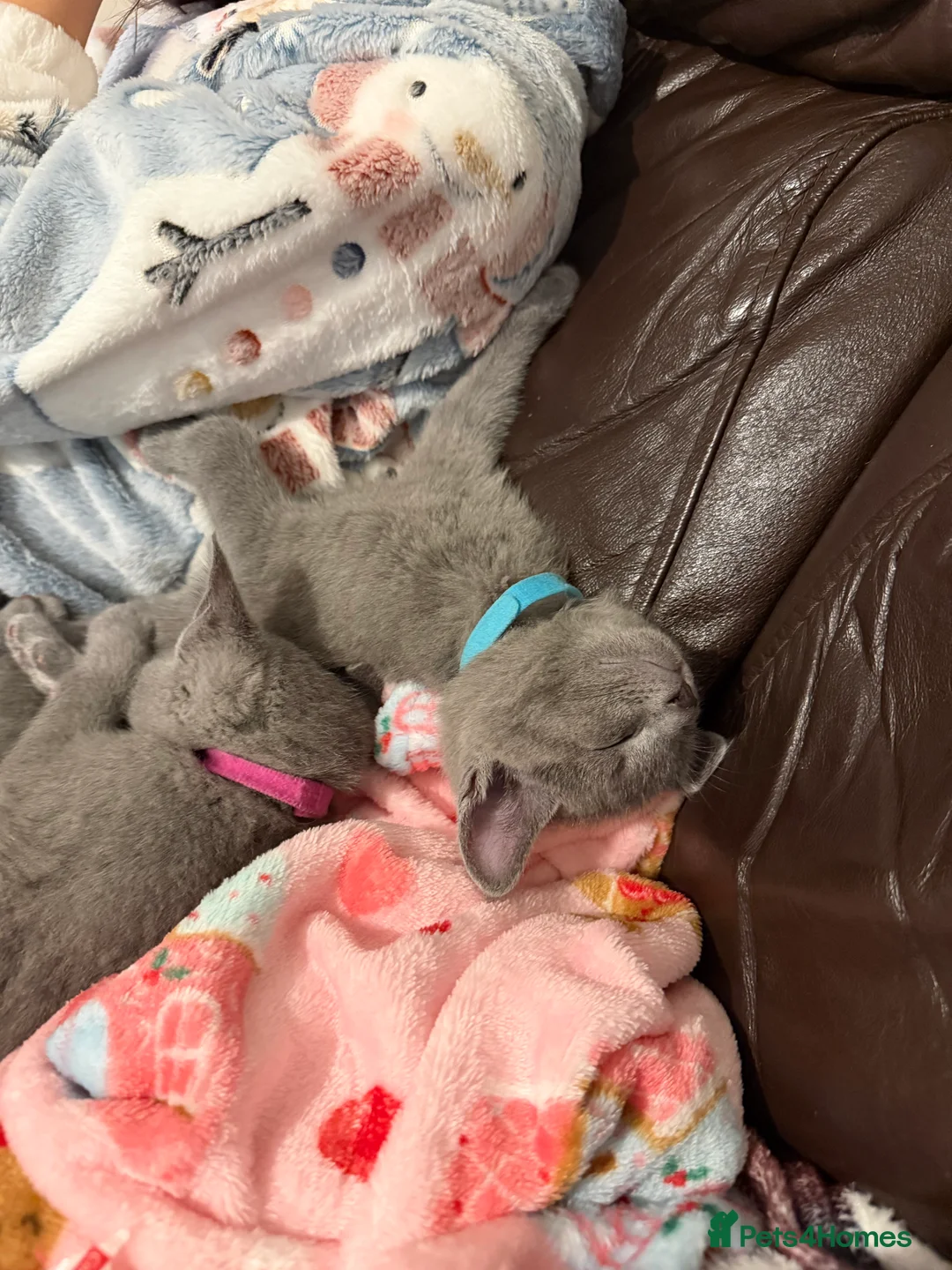 Russian Blue cats for sale: Russian blue TICA registered kittens  - Advert 30